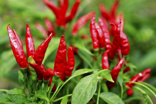 Chili Peppers growing in Saitama Prefecture, Japan