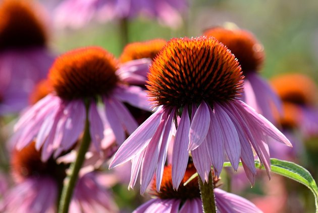 Summer Garden - Beautiful Echinacea