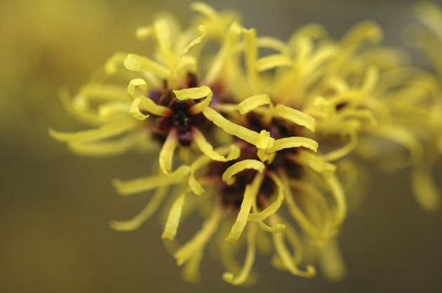 Hamamelis Mollis Boskoop - Witch Hazel