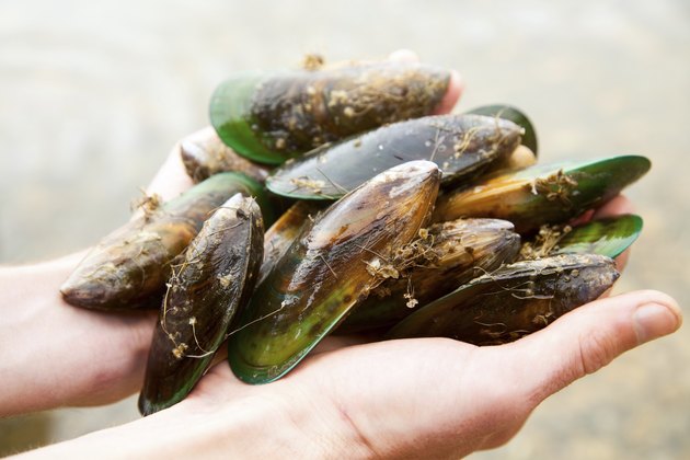 Greenshell mussels