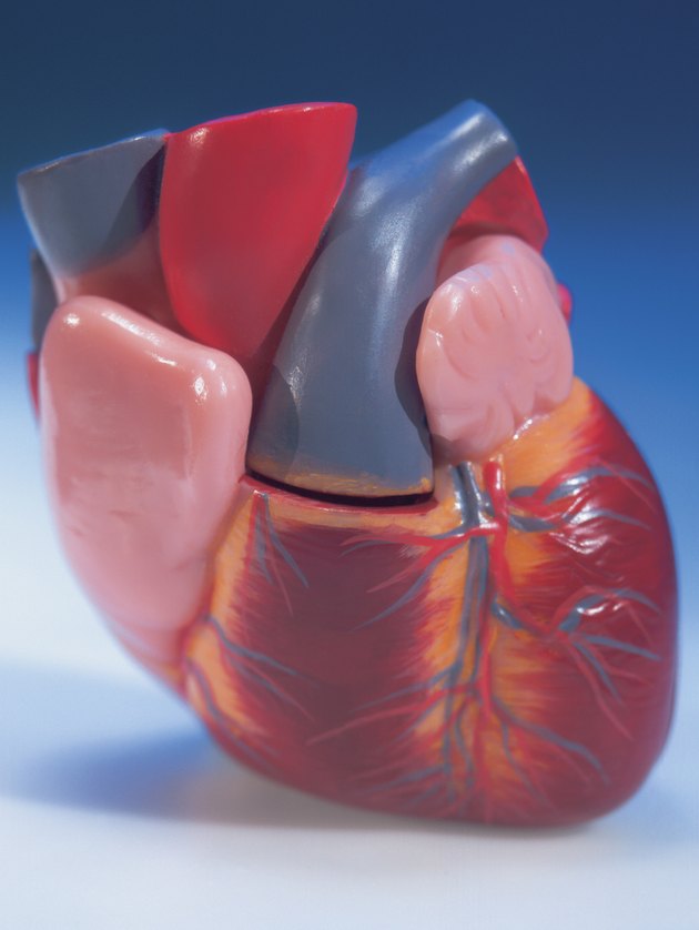 close-up of a model of the human heart
