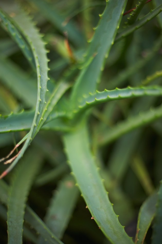 Aloe vera plant
