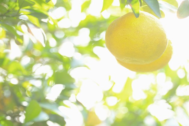 Chinese citron on a tree