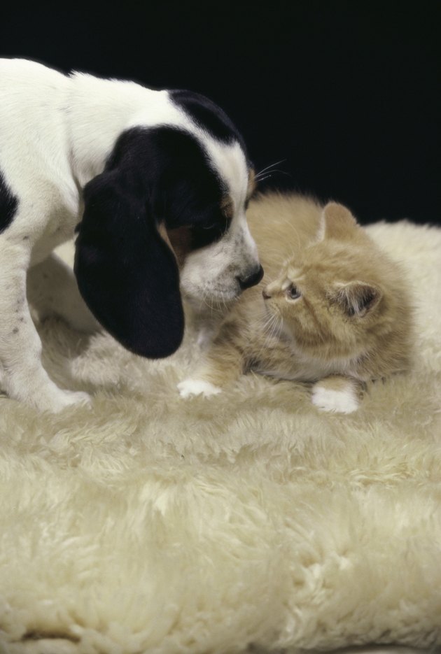 Beagle