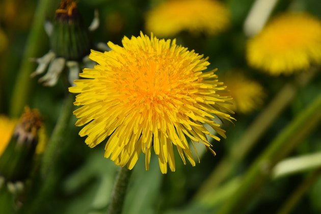 Beautiful bright yellow dandelion flower under sunshine on the g