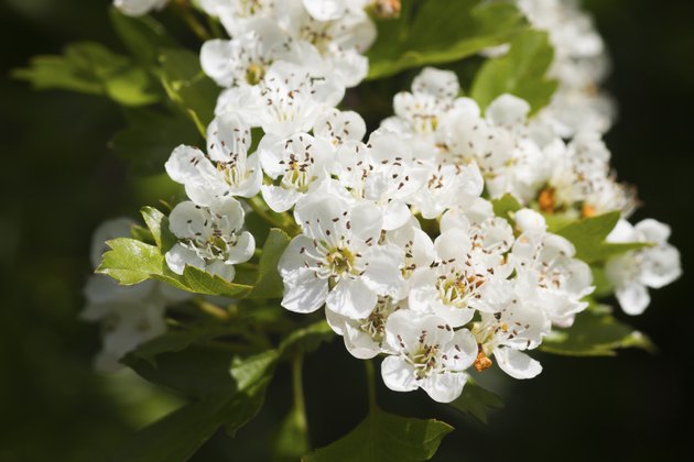 Hawthorn