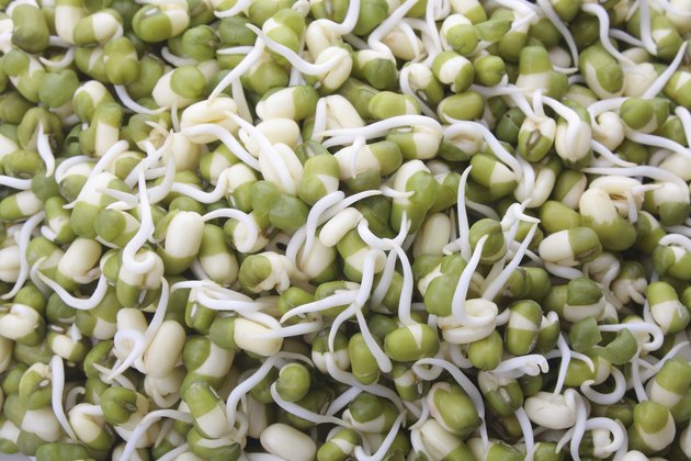 Close up of mung bean sprouts