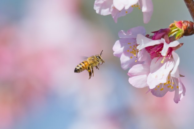 Cherry Blossom and Honeybee