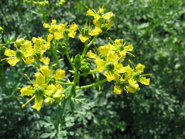 Rue, Ruta graveolens