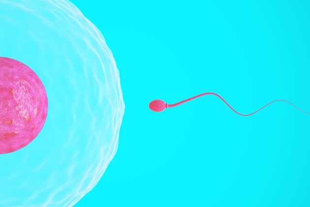 Single sperm swimming towards the egg
