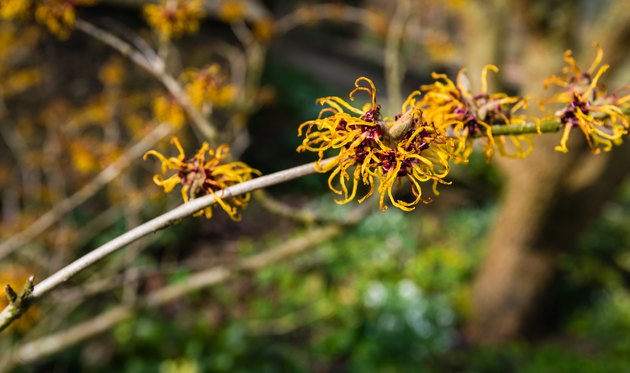 Orange flowering twig of a Witch-hazel shrub