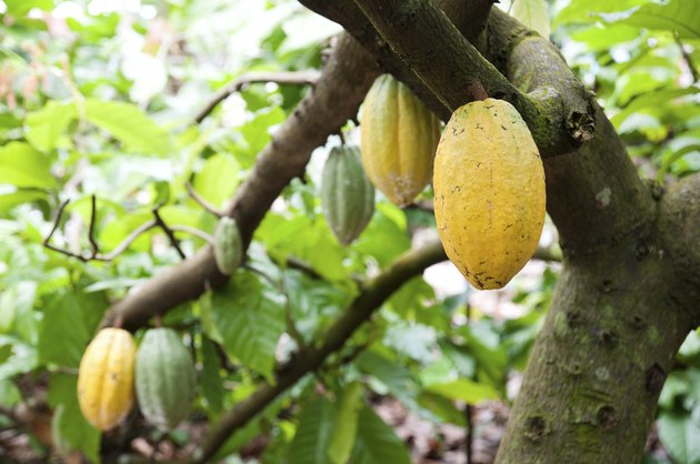 Cocoa pods
