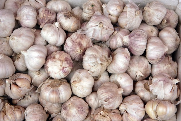 Garlic