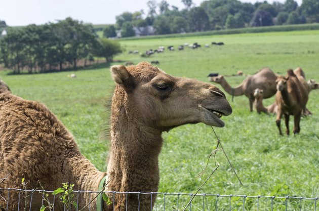 Camels in Pasture