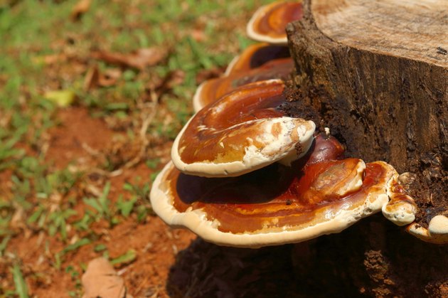 Mushrooms on a tree in the forest.