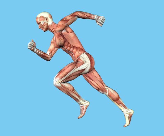 Anatomy of Man in Running Sprint Motion