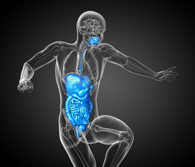 3d render medical illustration of the human digestive system