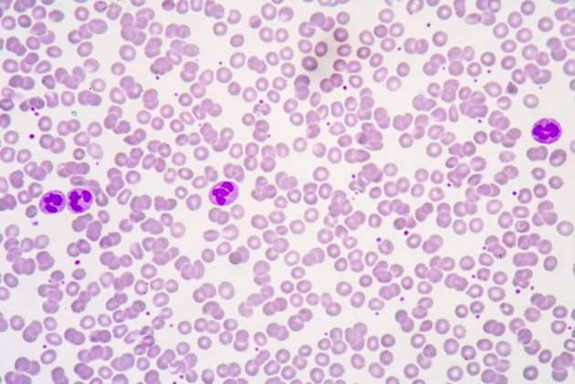 red blood cells background.