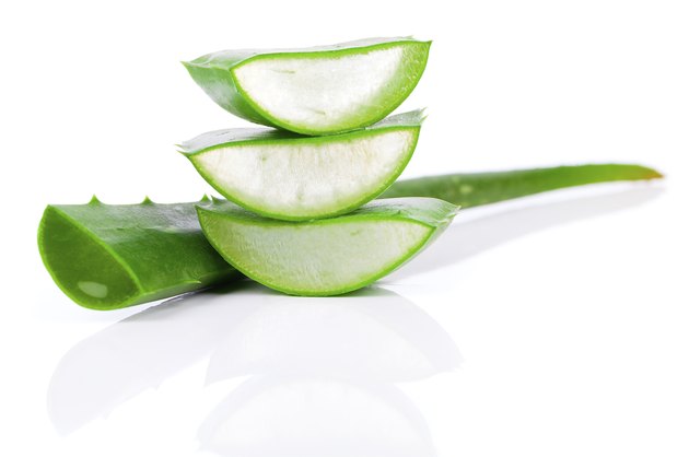 aloe vera fresh leaf