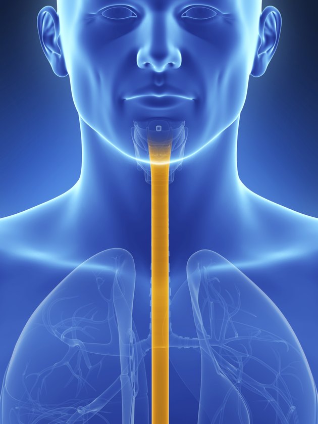 esophagus