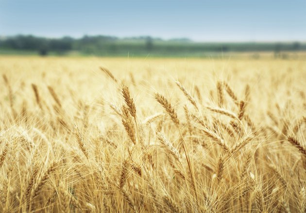 Grain field