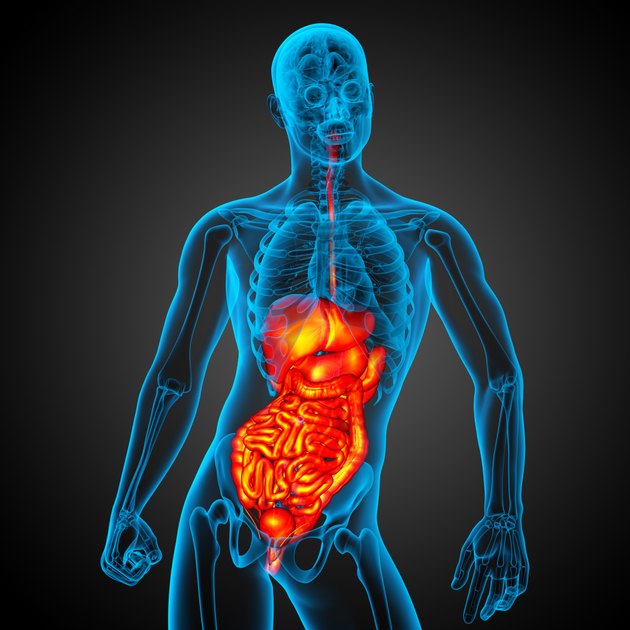3d render medical illustration of the human digestive system