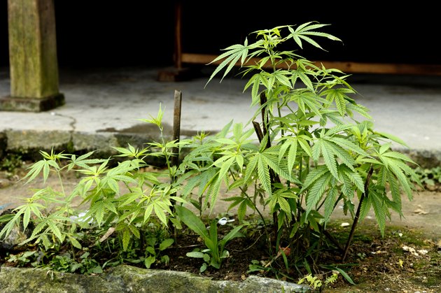 Marijuana Plant