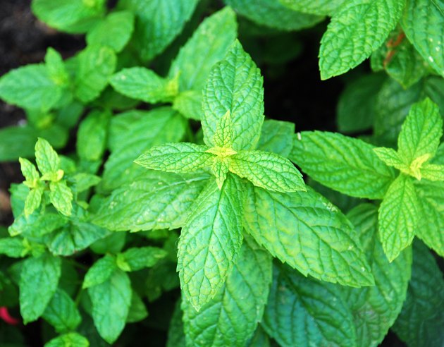 mint tree