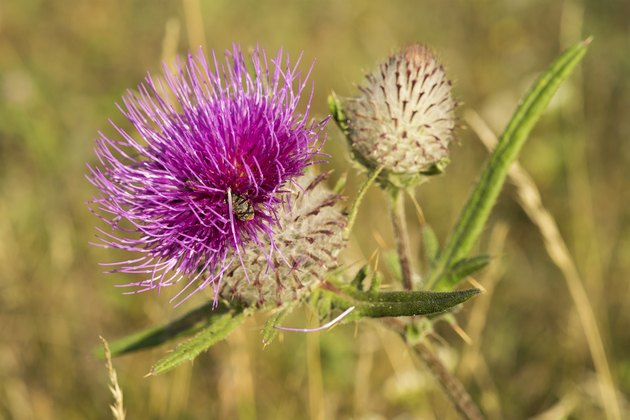 Blooming Milk thistle (Silybum marianum)