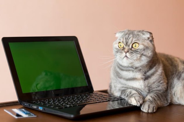 The cat lies near the laptop with green screen. Bank card located near the laptop.