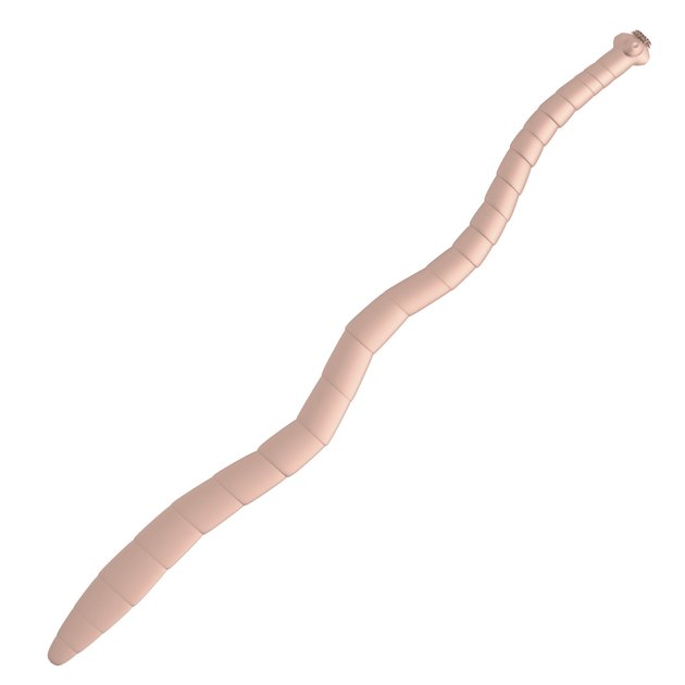 tapeworm
