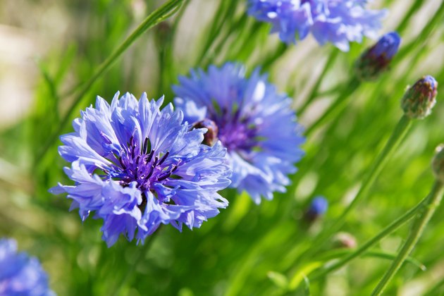 blue cornflower