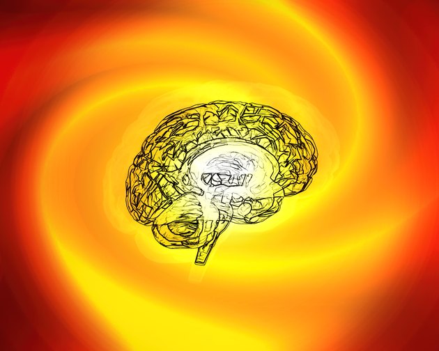 Model of the human brain.