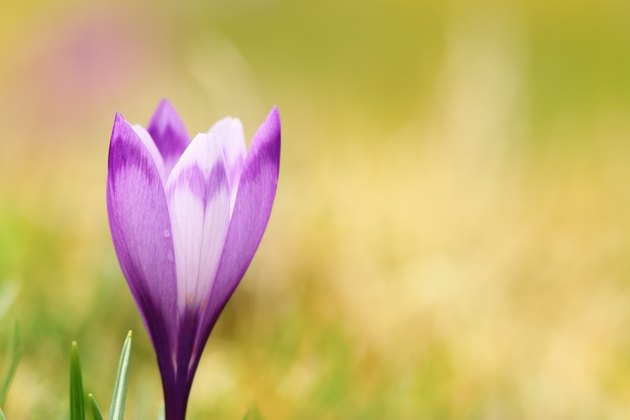 closeup of spring wild crocus