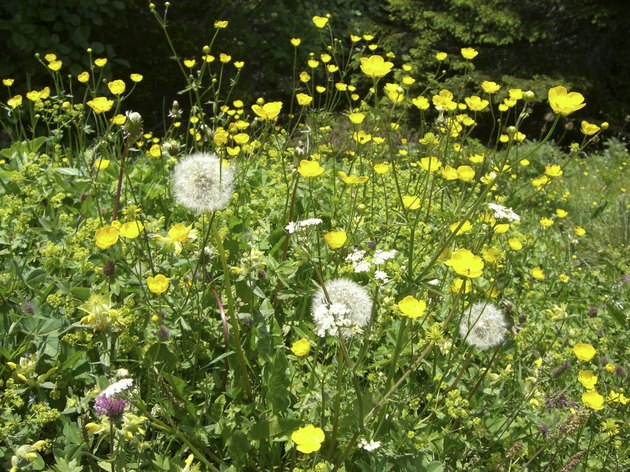 Wildflowers