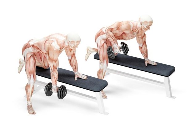 Dumbbell Rows exercise. Anatomical 3D illustration. Isolated with clipping path.