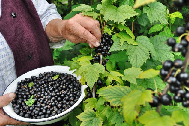 Senior woman picking ripe black currant