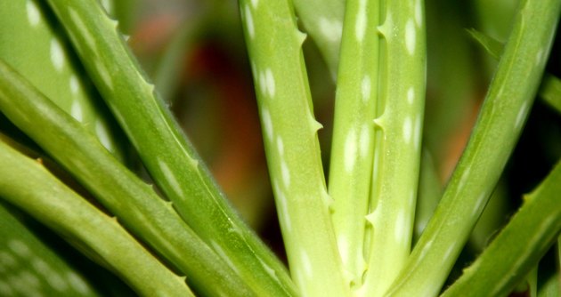 Aloe Vera Cactus Photo Close up Medicinal Plant Herbal