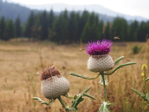 牛奶蓟花（Silibum Marianum）