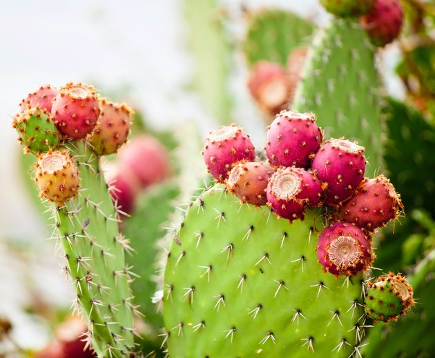 Prickly pear cactus close up with fruit in red color