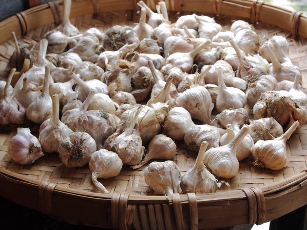Garlic