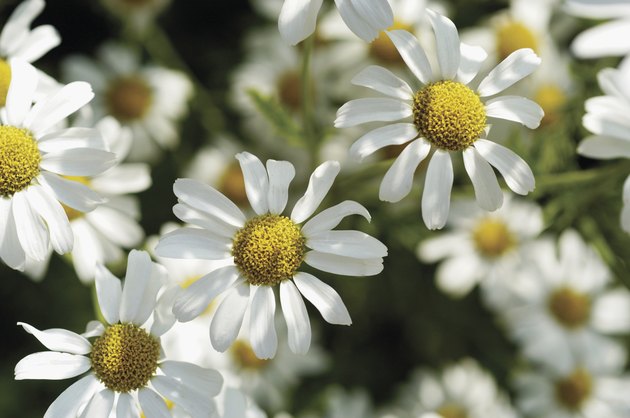 Chamomile