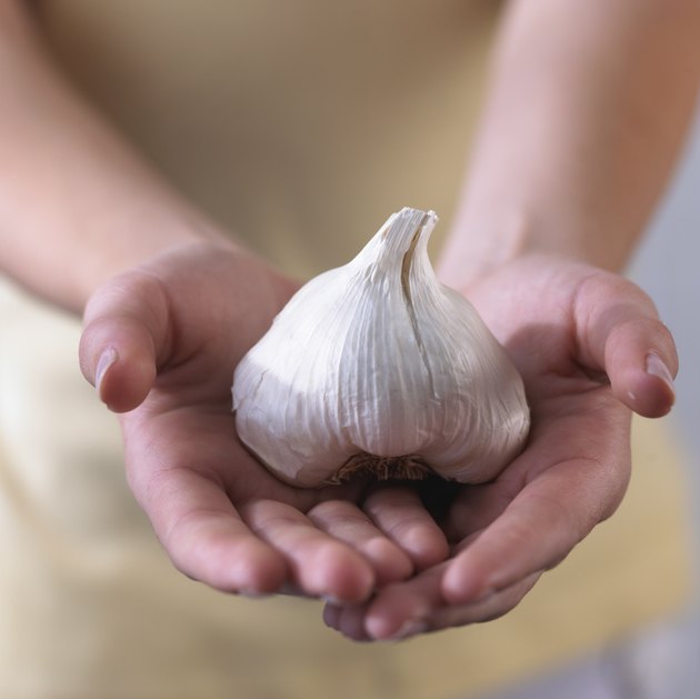 Hands holding whole garlic bulb