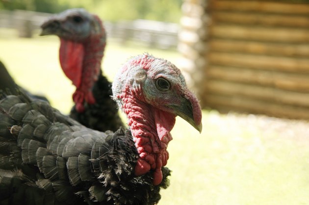Two turkeys