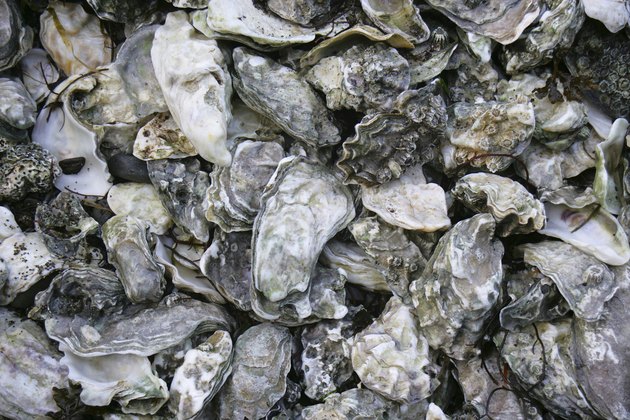 Oysters