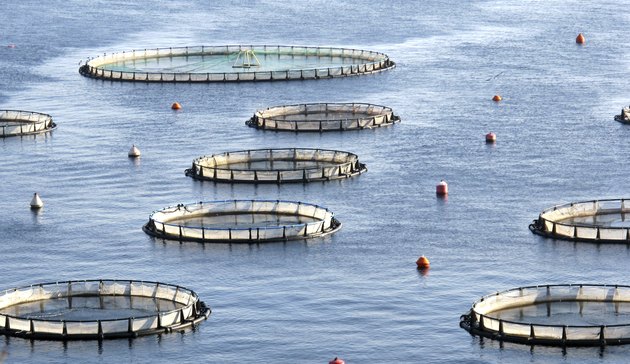 fish farm