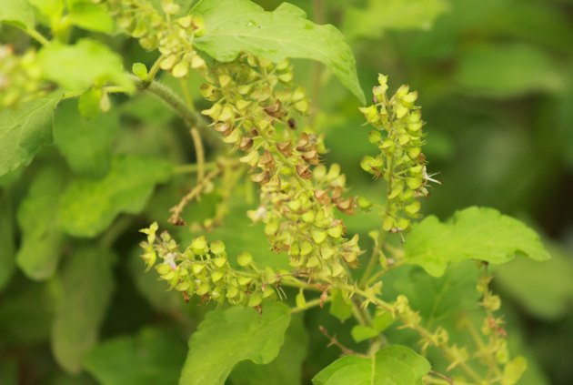 Sacred Basil Backgrouds