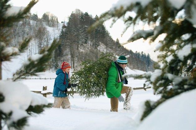 Father and son (8-10) carrying Christmas tree, view through trees