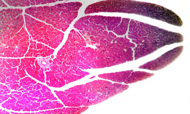 Pancreas of dog