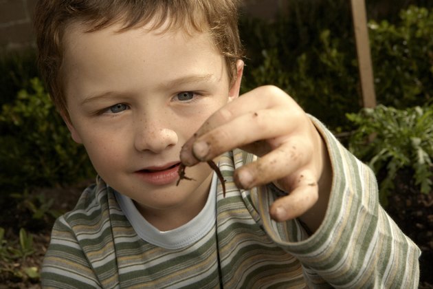 Boy (6-7) holding worm, close-up
